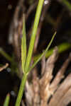 Bartram's rose gentian